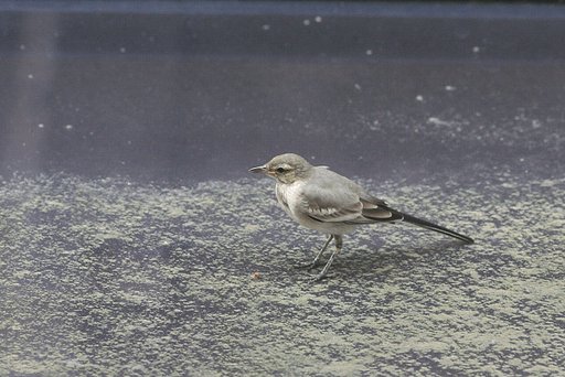 この鳥は…！？