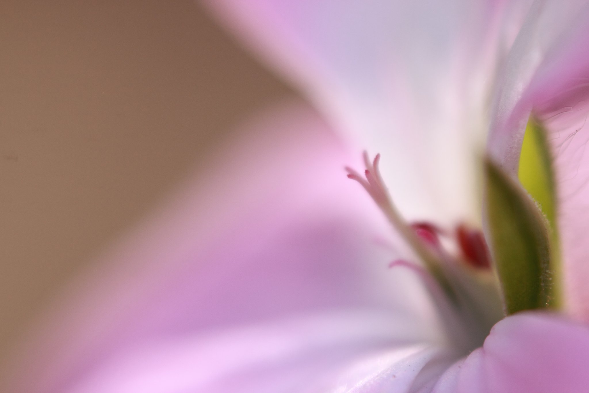 Tamron 90mm f2.8 macro 172E