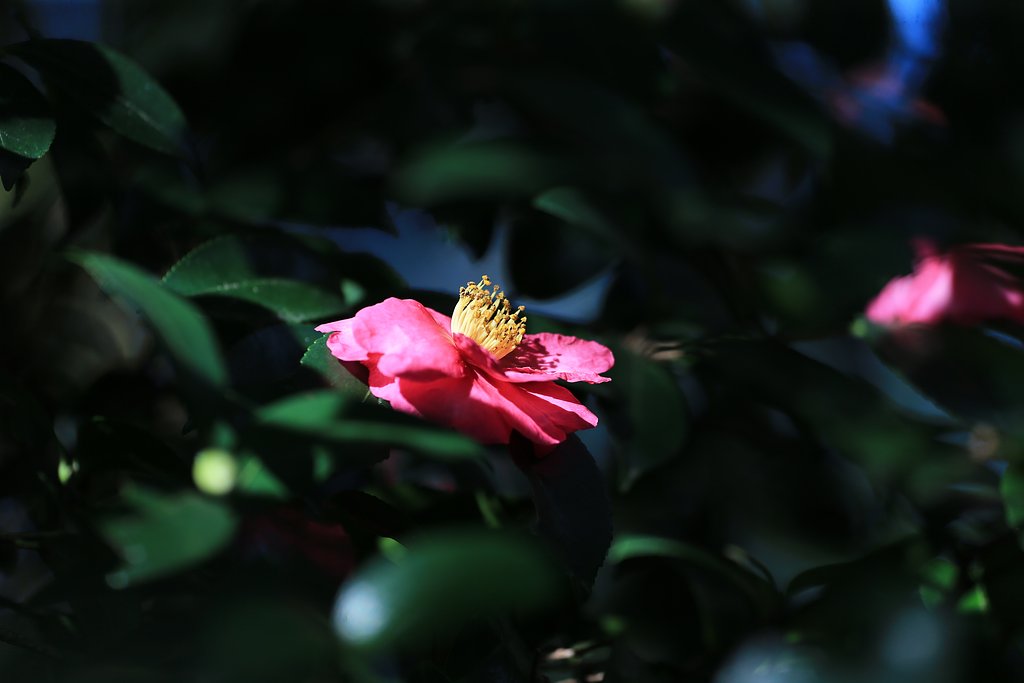 山茶花