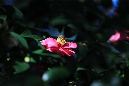 山茶花