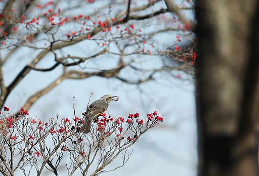 新年あけましてご馳走さま