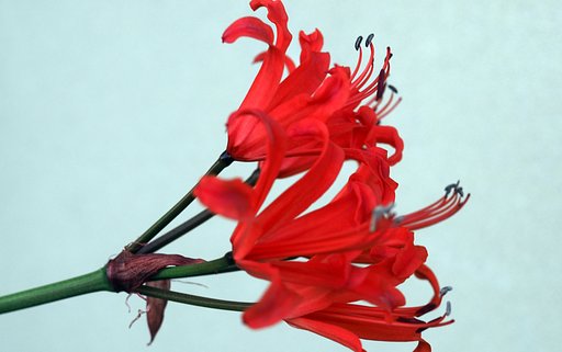 ネリネ