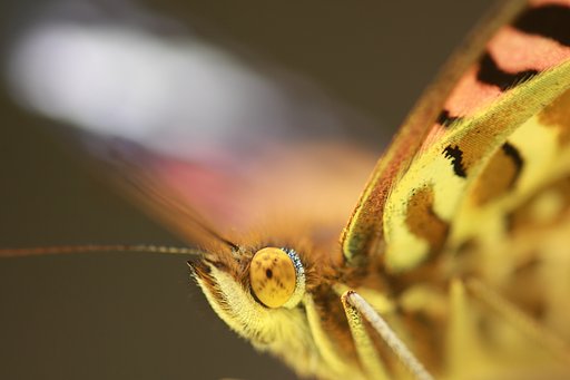 Tamron 90mm f2.8 macro 172E