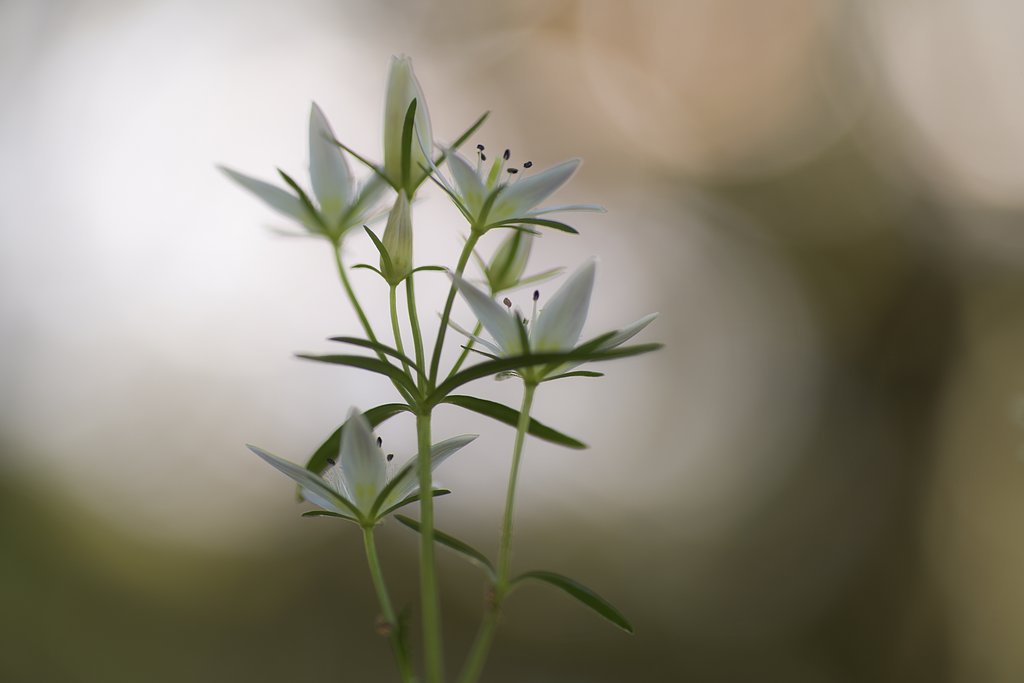 Tamron 90mm f2.8 macro 172E 