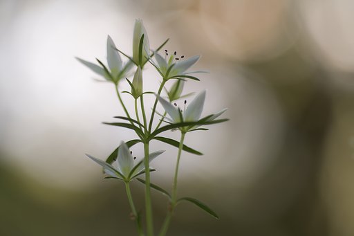 Tamron 90mm f2.8 macro 172E 
