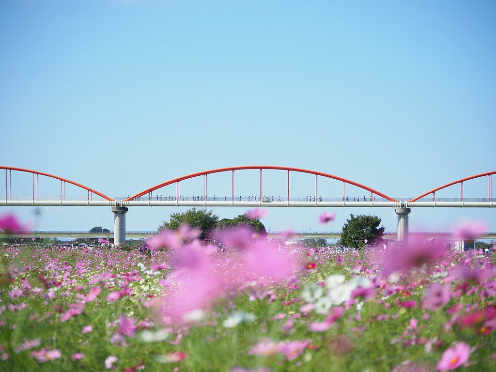 ◎コシナ ツァイスMakro Planar 50mm/F2