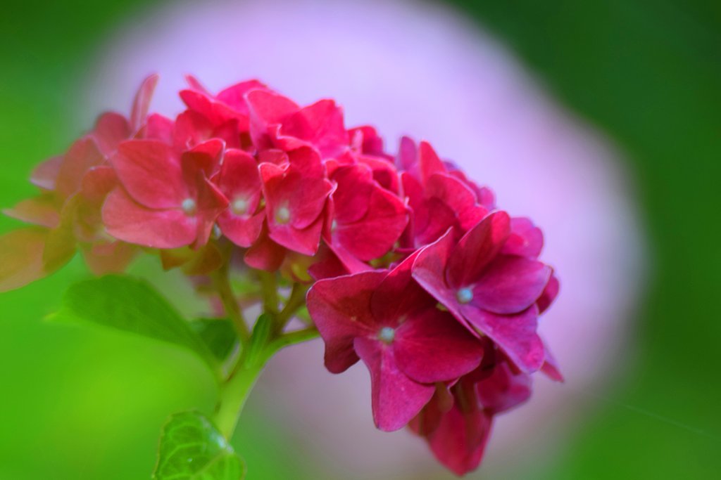 葉から垣間見る紫陽花