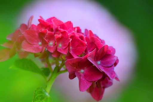 葉から垣間見る紫陽花