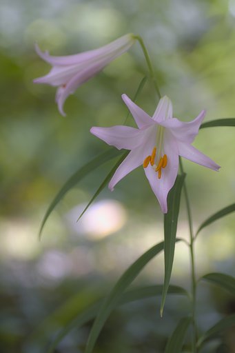 タムロン90㎜F2．8マクロ　172E