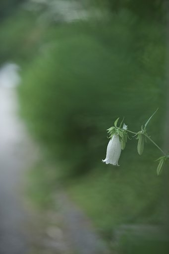 蛍袋