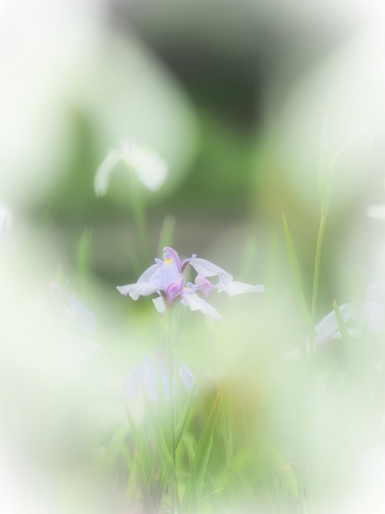 花菖蒲