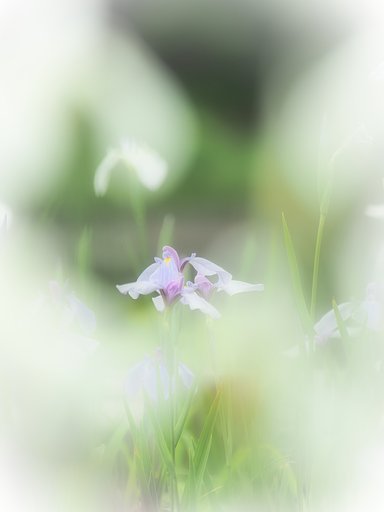 花菖蒲