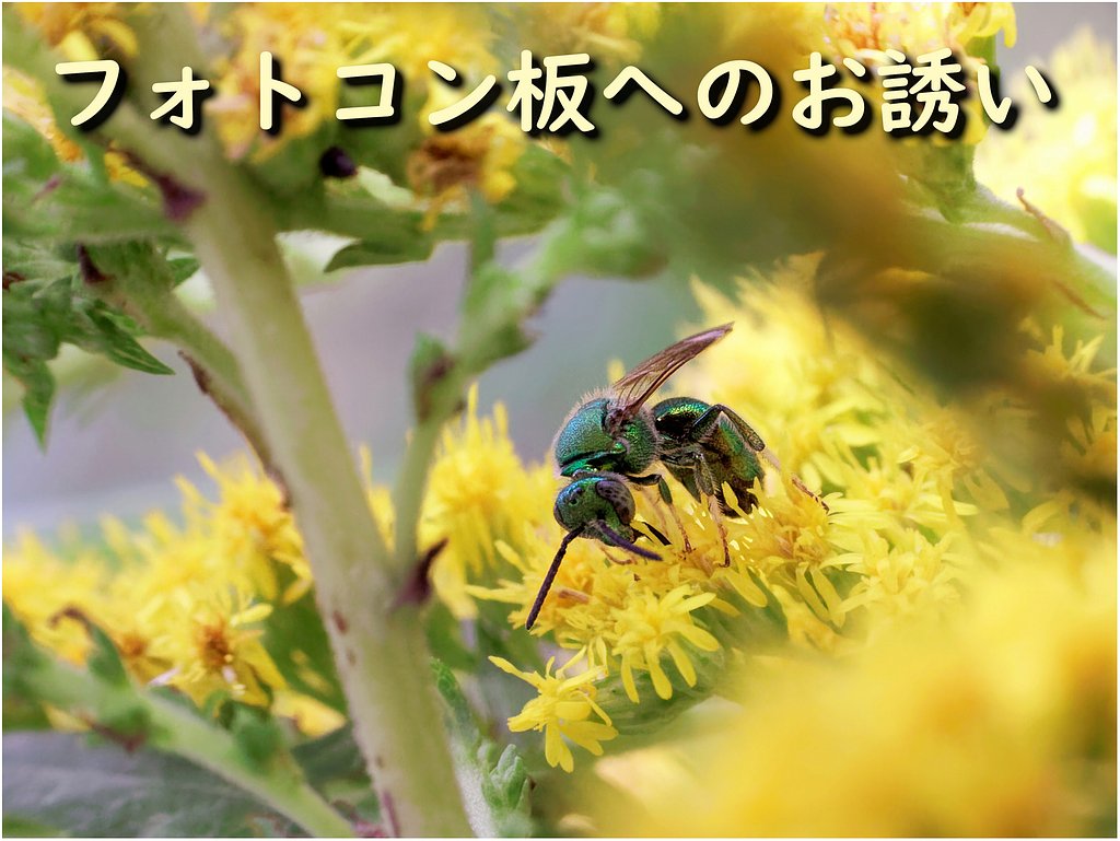 今月のフォトコンへのお誘い