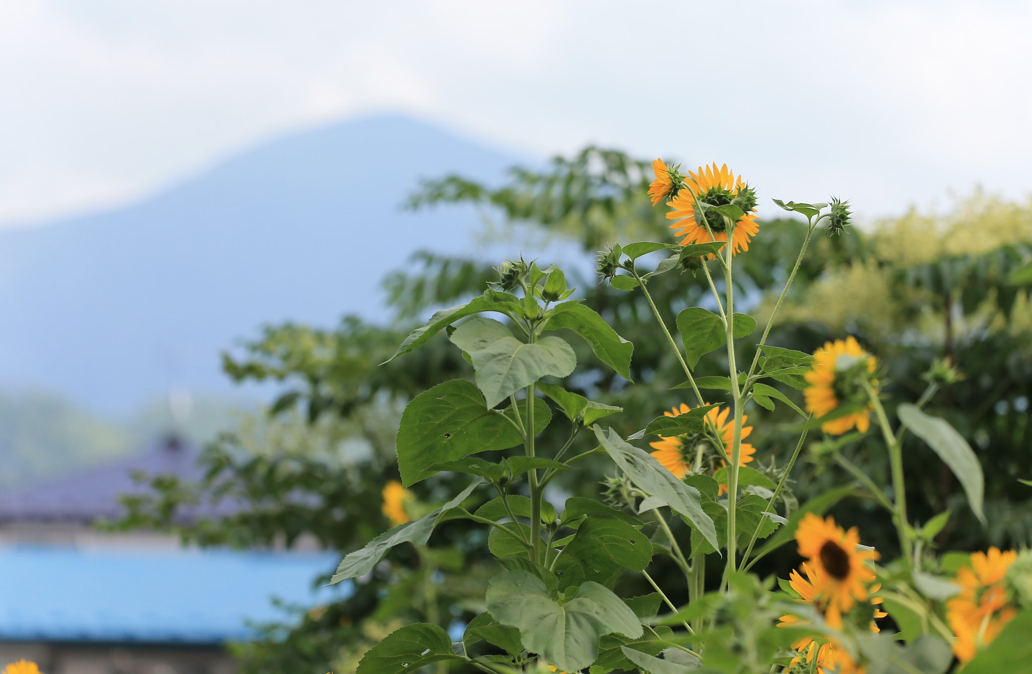 田舎のヒマワリ