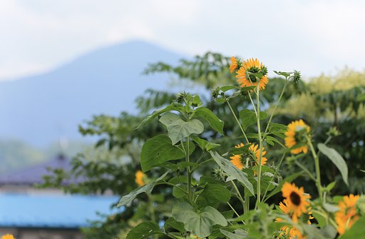 田舎のヒマワリ