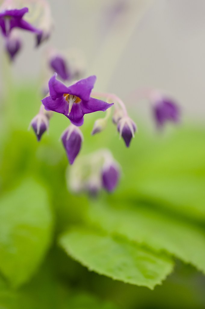 PENTAX-D FA MACRO 100mm F2.8