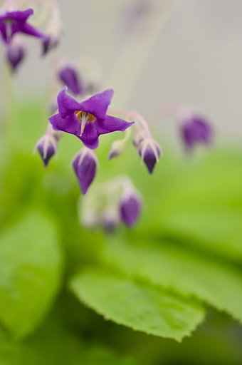 PENTAX-D FA MACRO 100mm F2.8