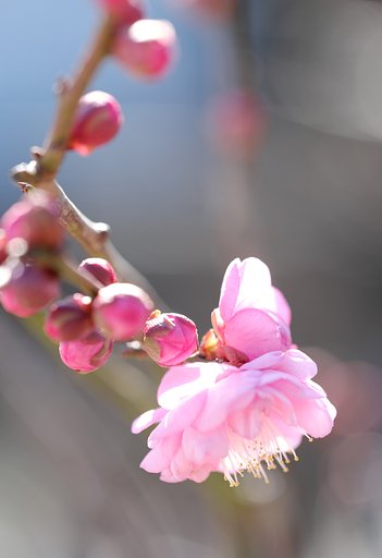 【初】初梅