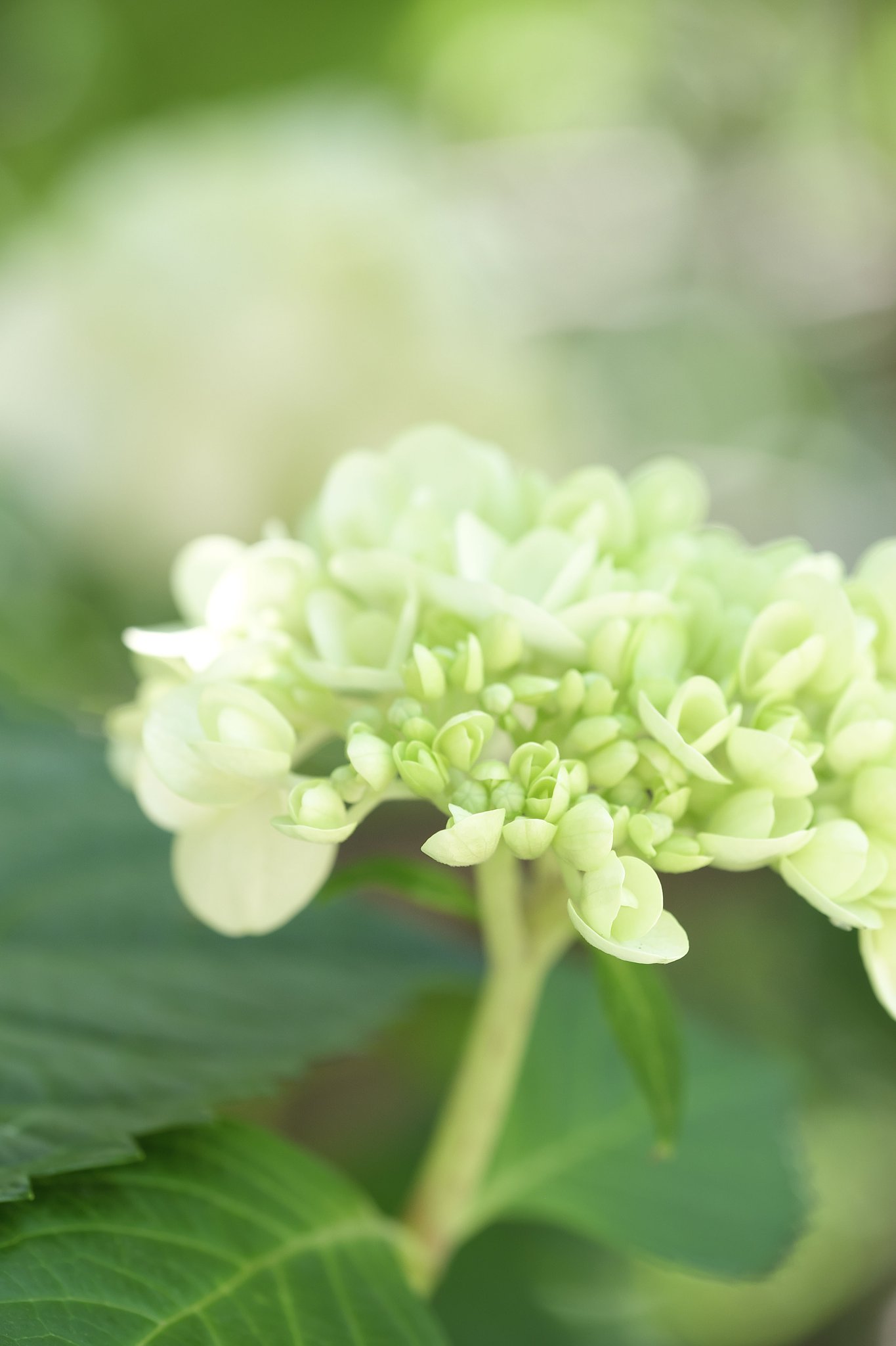 紫陽花