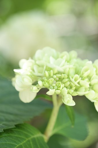 紫陽花