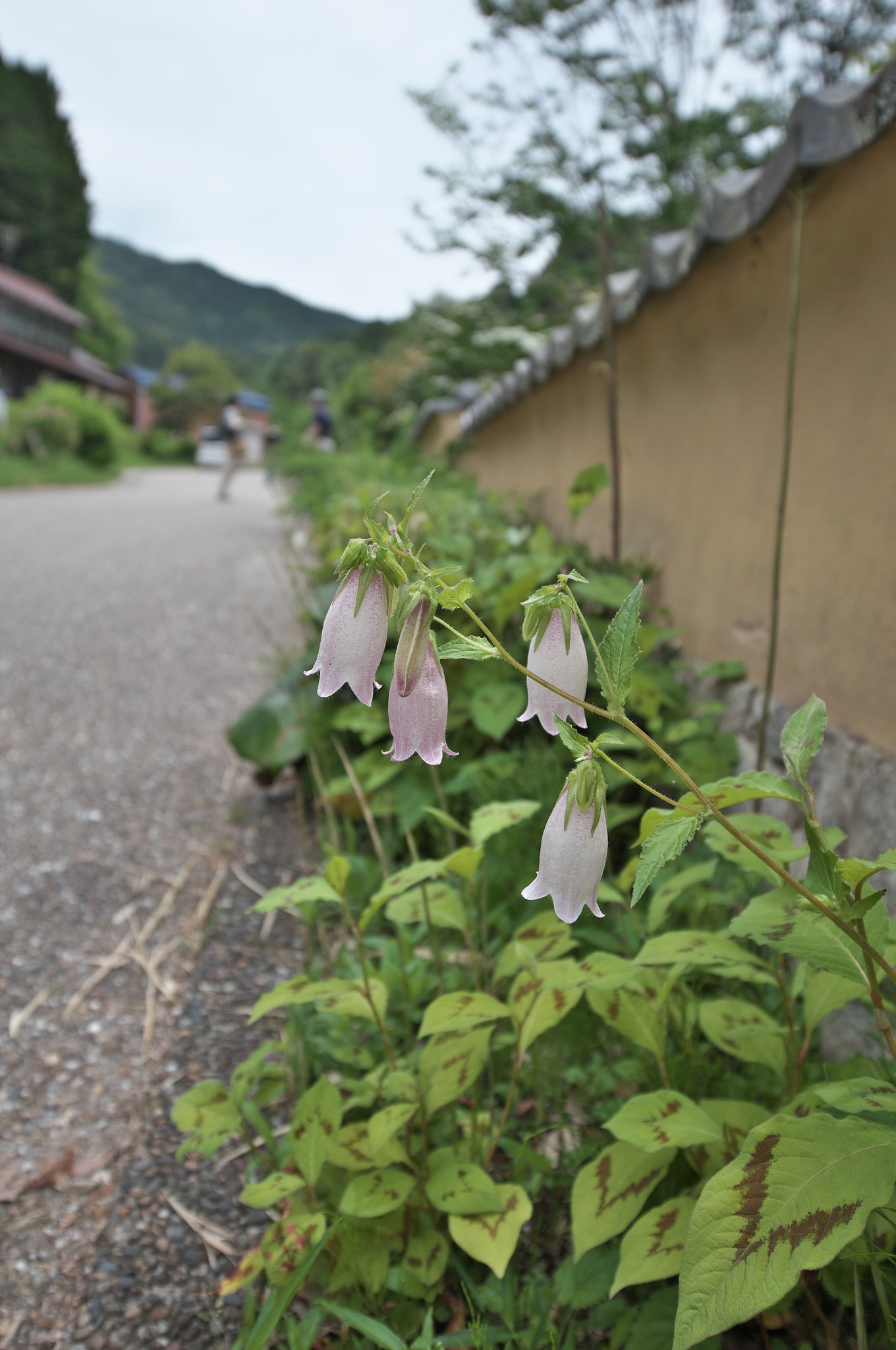 松平郷