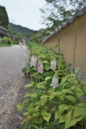 松平郷