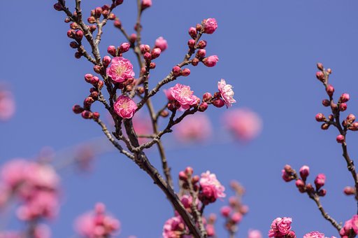 紅梅咲く