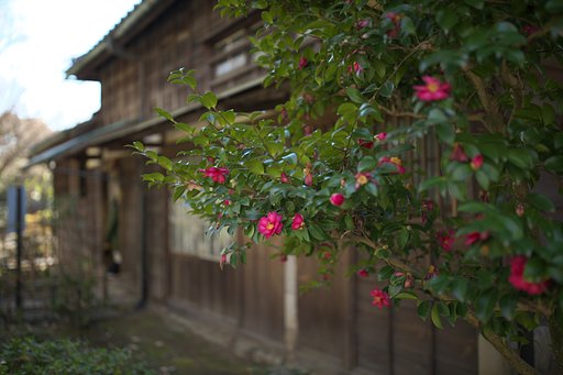 漱石の自宅付近にて