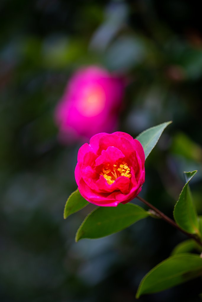 EF100mm F2.8 L IS MACRO
