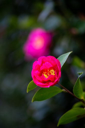 EF100mm F2.8 L IS MACRO