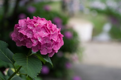 SIGMA 30mm F1.4 DC HSM