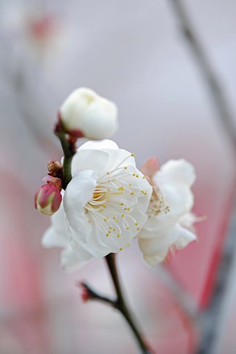 1月23日の写真