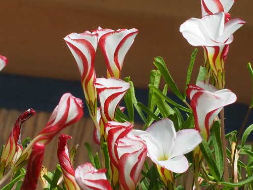 1月22日の写真