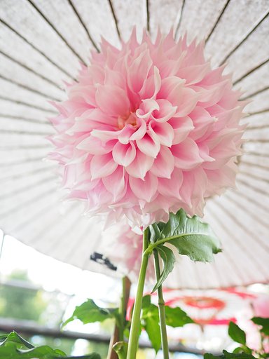 花笠