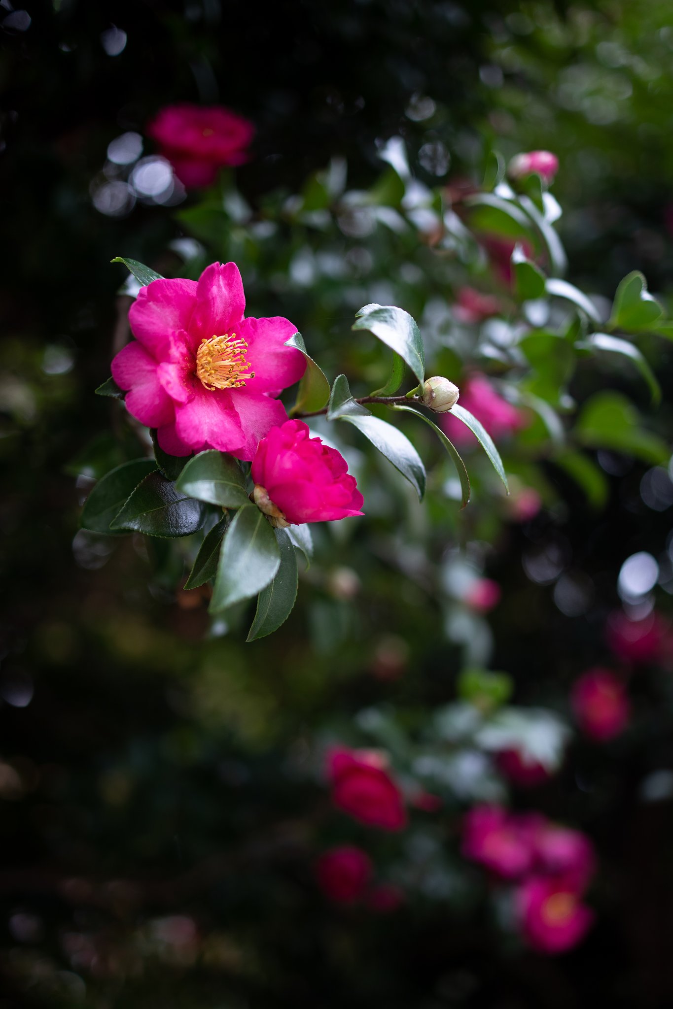 RF35mm F1.8 MACRO IS