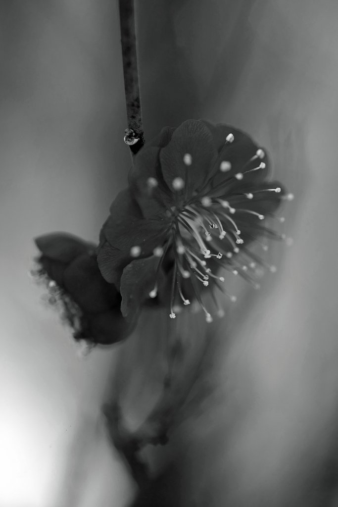 【白黒写真】　花
