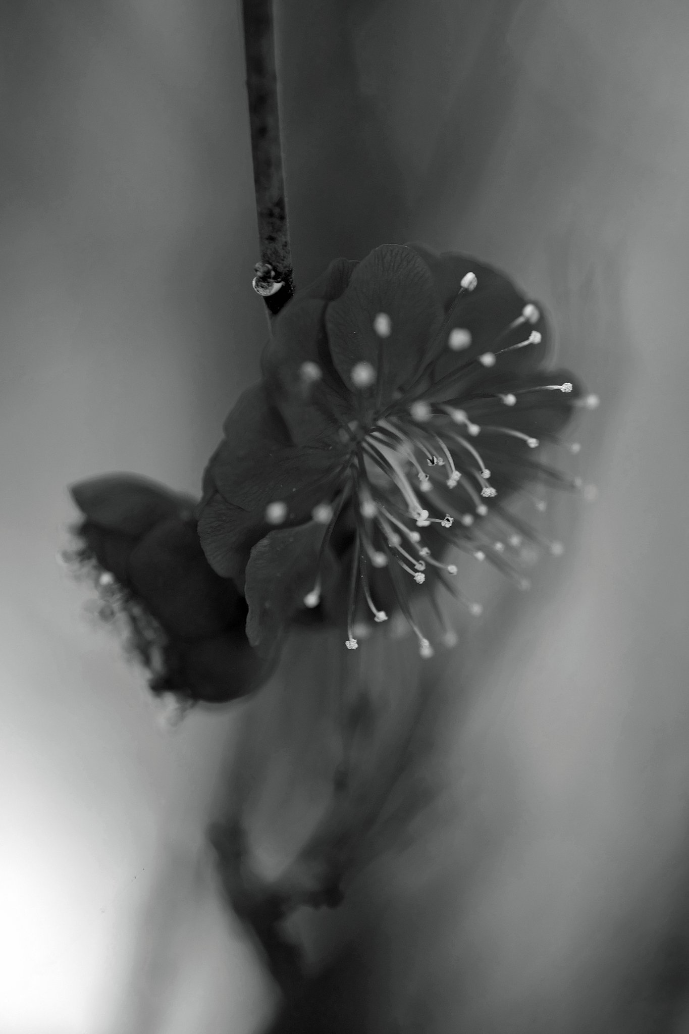 【白黒写真】　花