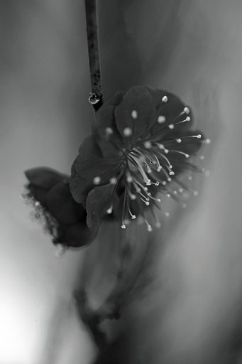 【白黒写真】　花