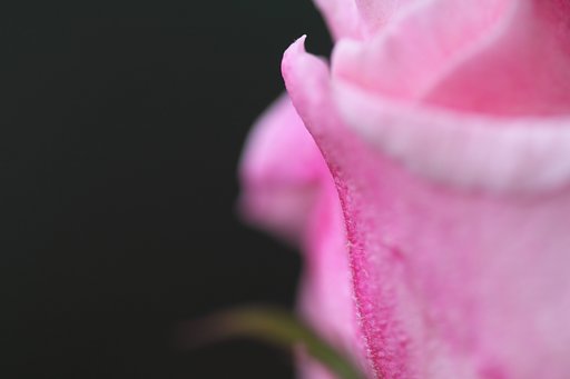 薔薇
