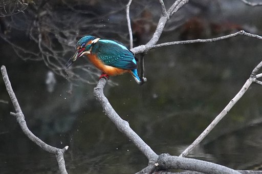 お魚に奮闘す