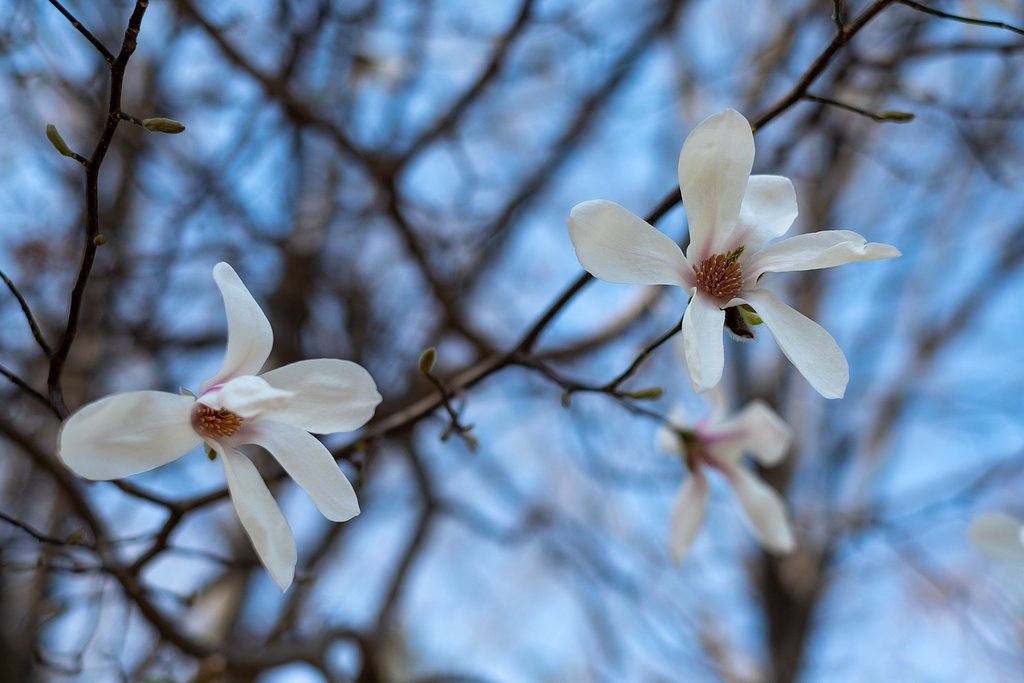 FUJINON XF35mmF1.4 R