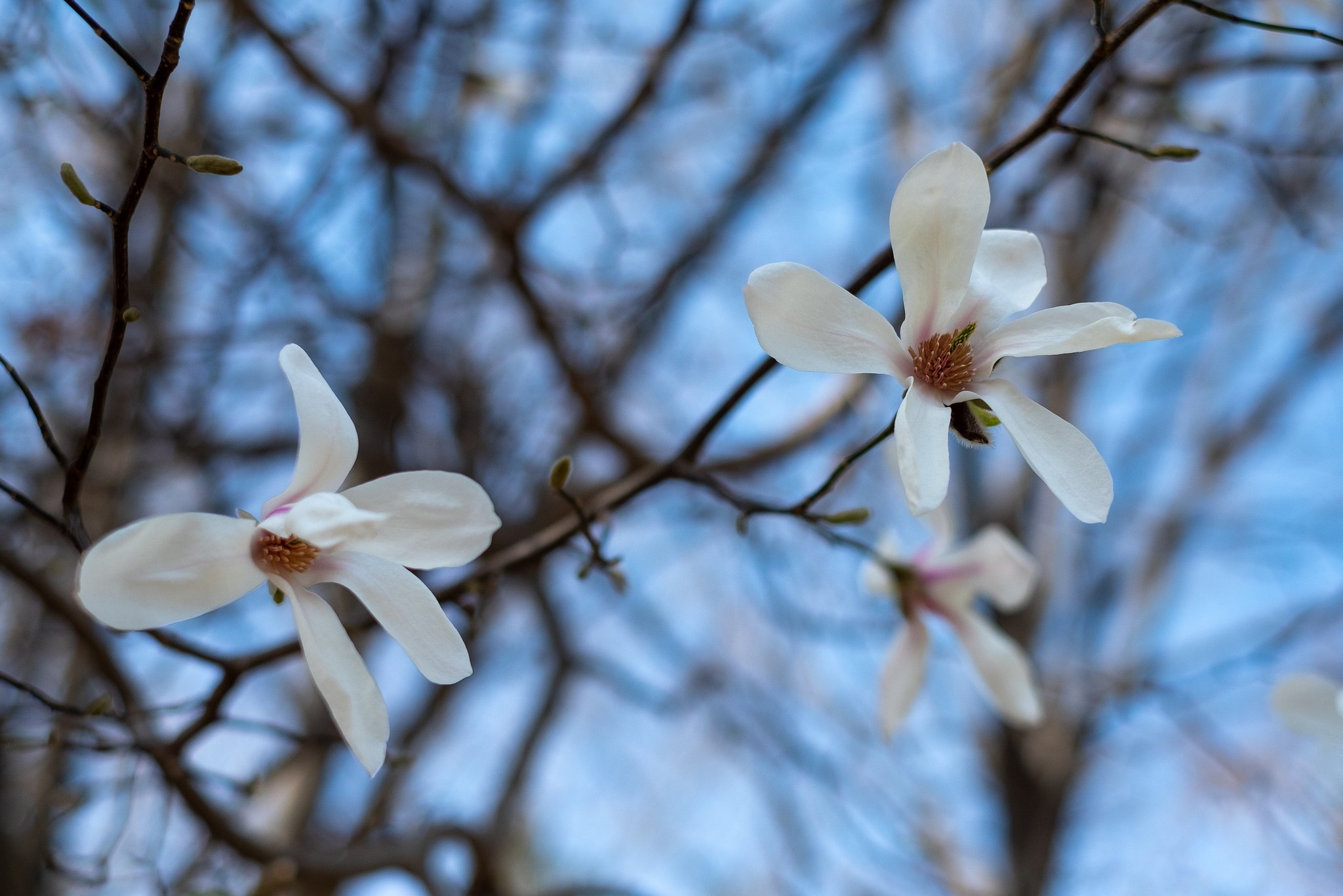 FUJINON XF35mmF1.4 R
