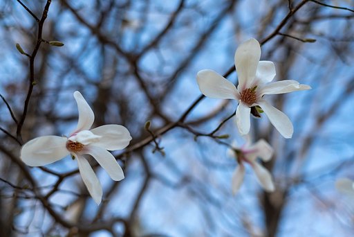 FUJINON XF35mmF1.4 R