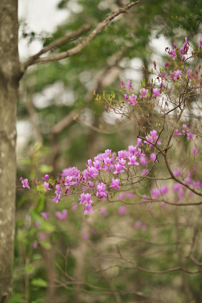 EF85mm F1.2LⅡ
