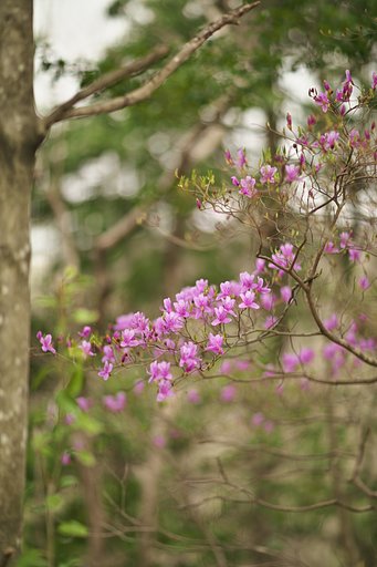 EF85mm F1.2LⅡ
