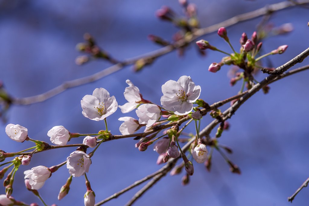 日本の花
