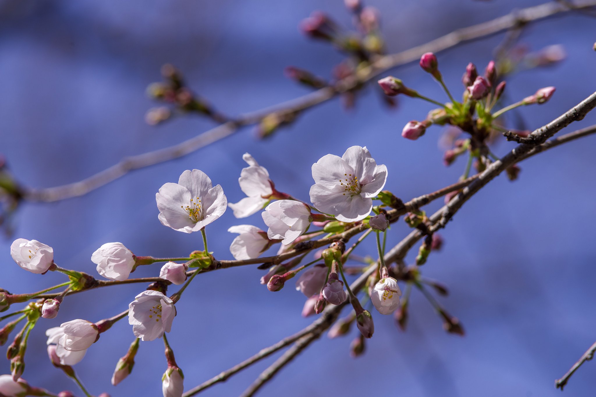 日本の花