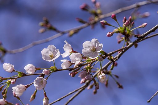 日本の花