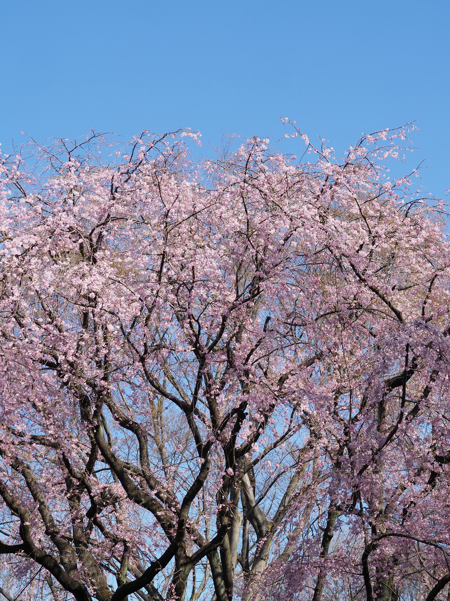 六義園の枝垂れ桜２