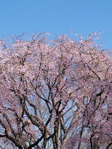 六義園の枝垂れ桜２